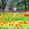 Tulips, Lexington Cemetery, April 2007