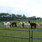 Alpacas