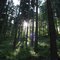 Wald Baden Baden