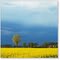 Giallo Colza - Dedicata a Ludmila a cui piace molto il giallo-azzurro