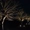 Lights And Branches