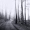 Lost Woods