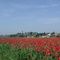 MONTEBELLO DELLA BATTAGLIA il rosso della battaglia