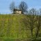 Una cascina fortunata, con gli alberi a guardia - da via Schizzola per Torrazzetta di Torrazza Coste - Borgo Priolo ( PV )