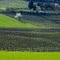 #12 CSP maggio 2011 - Il risveglio e la vigna - Località Torrazzetta di Torrazza Coste - Borgo Priolo ( PV )