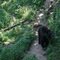 Bear in Wildlife Prairie State Park