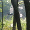 Spider webs soaked in morning dew, Glendalough State Park
