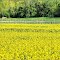 Field of Golden Rape Flowers