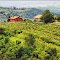 Vineyards of Collio