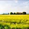 Golden Wheat Field