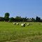 Green Bales