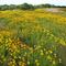Stagecoach Wildflowers
