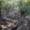 Dry Creek Bed