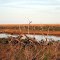 Mockhorn Island marshes