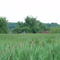 The Pond