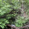 Lost Stream Creek