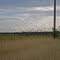 Fly Away Grackle Flock