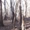 Shadows Swamp