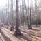 Bear Scratch Swamp