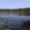 Dog Pond