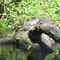 3 small Alligators at Hillsborough River Canoe Trip