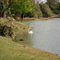 Swan At The Big Cat Refuge in Tampa, FL