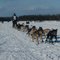 Iditarod 2010