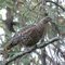 Spruce Grouse