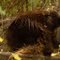 Alaska porcupine