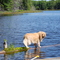 Dugan at Ladd Pond, Walks the plank