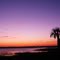 Palmetto Silhouette