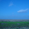 Open Field