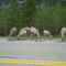 Deers (animals) in Kananaskis country Alberta, Canada, Aug 2008.