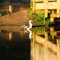 Muscovy duck in the sunrise