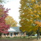 fall leaves on Guy RD