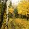 September snowfall along Beartrap Creek