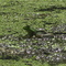 Green Frog in Trussum Pond