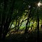Sun Breaking Through Foliage