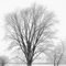 Oswego Illinois: Winter Trees