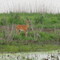 Deer from Auto Tour Road