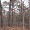 New Jersey Pine Barrens