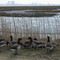 Brants in Forsythe NWR