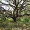 Huge tree, near Ridge Manor FL