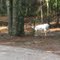 Brown and white deer