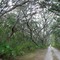 canopy forest trail, Withlacoochee forest, Sumter county, Florida (12-2006)