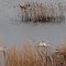 Snow Geese at Forsythe NWR