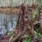 cypress knee, Little Withlacoochee river, near Wilson Corners, Florida (12-2006)