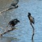 Double-Crested Cormorants