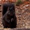 Princeton Black Squirrel