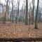 5 Mile Woods